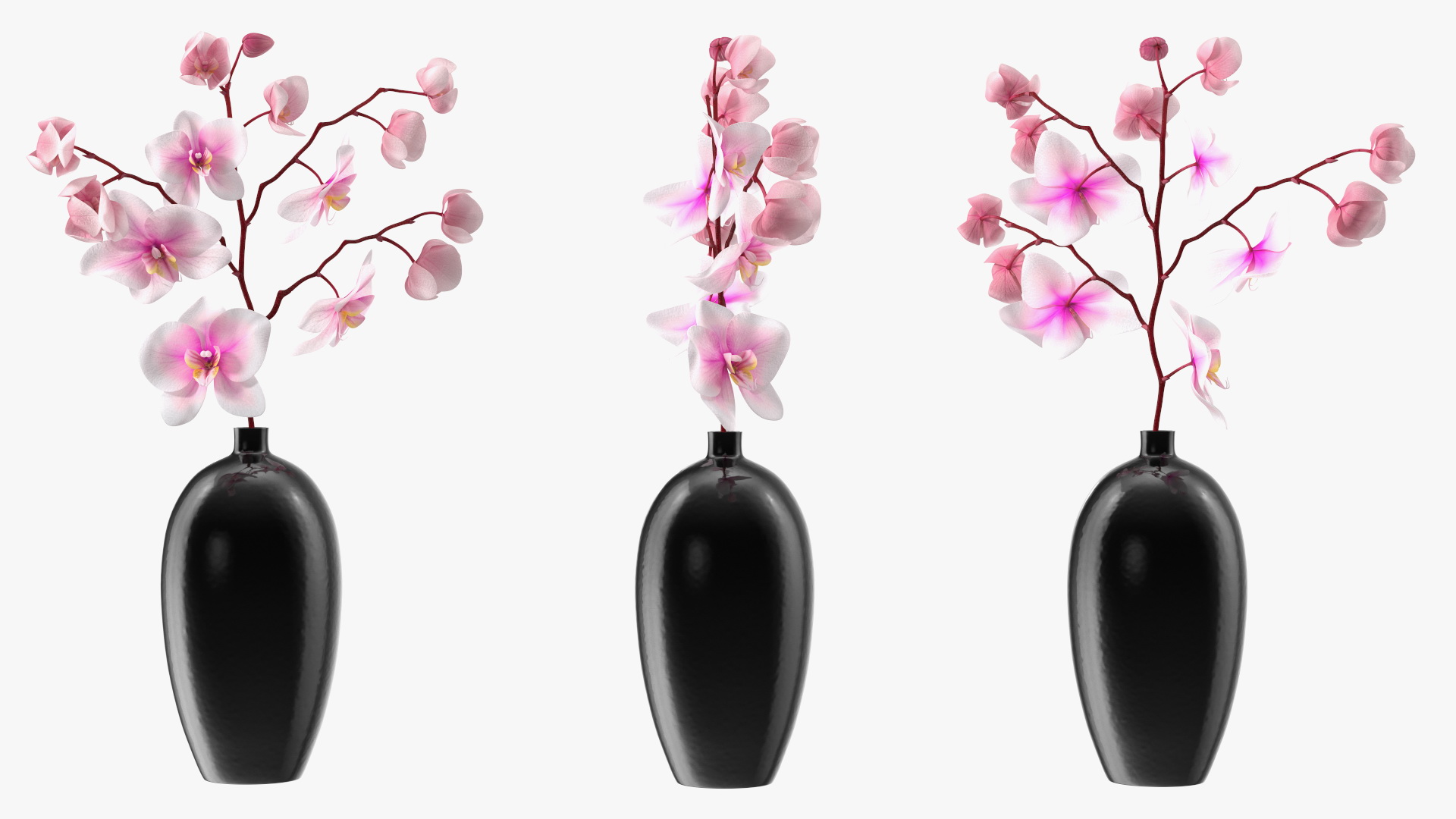 3D model Black Vase with Phalaenopsis Orchid