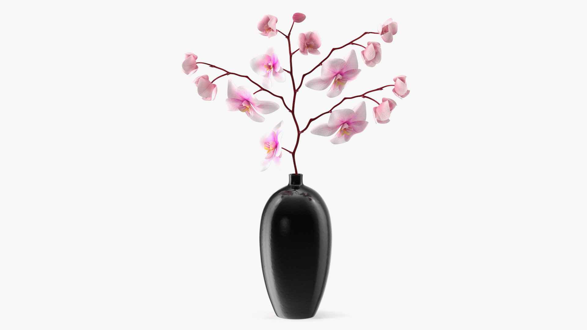 3D model Black Vase with Phalaenopsis Orchid