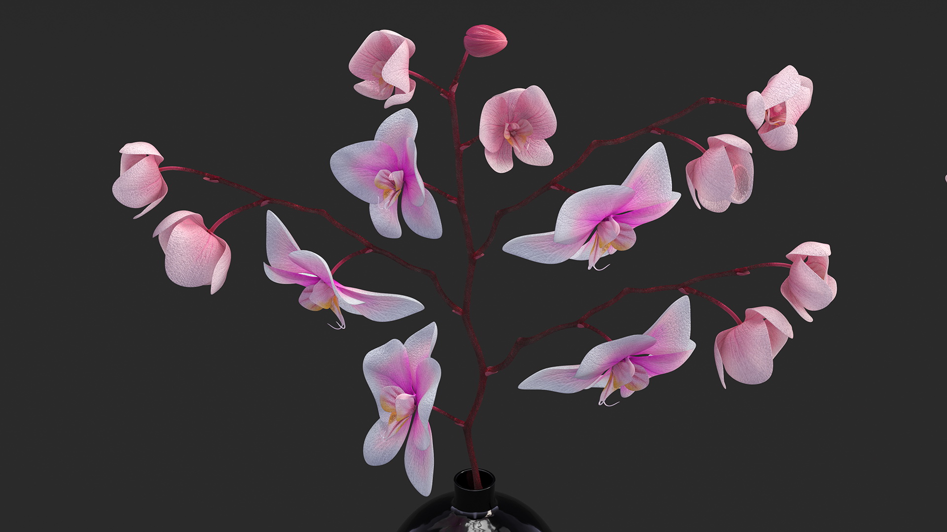 3D model Black Vase with Phalaenopsis Orchid