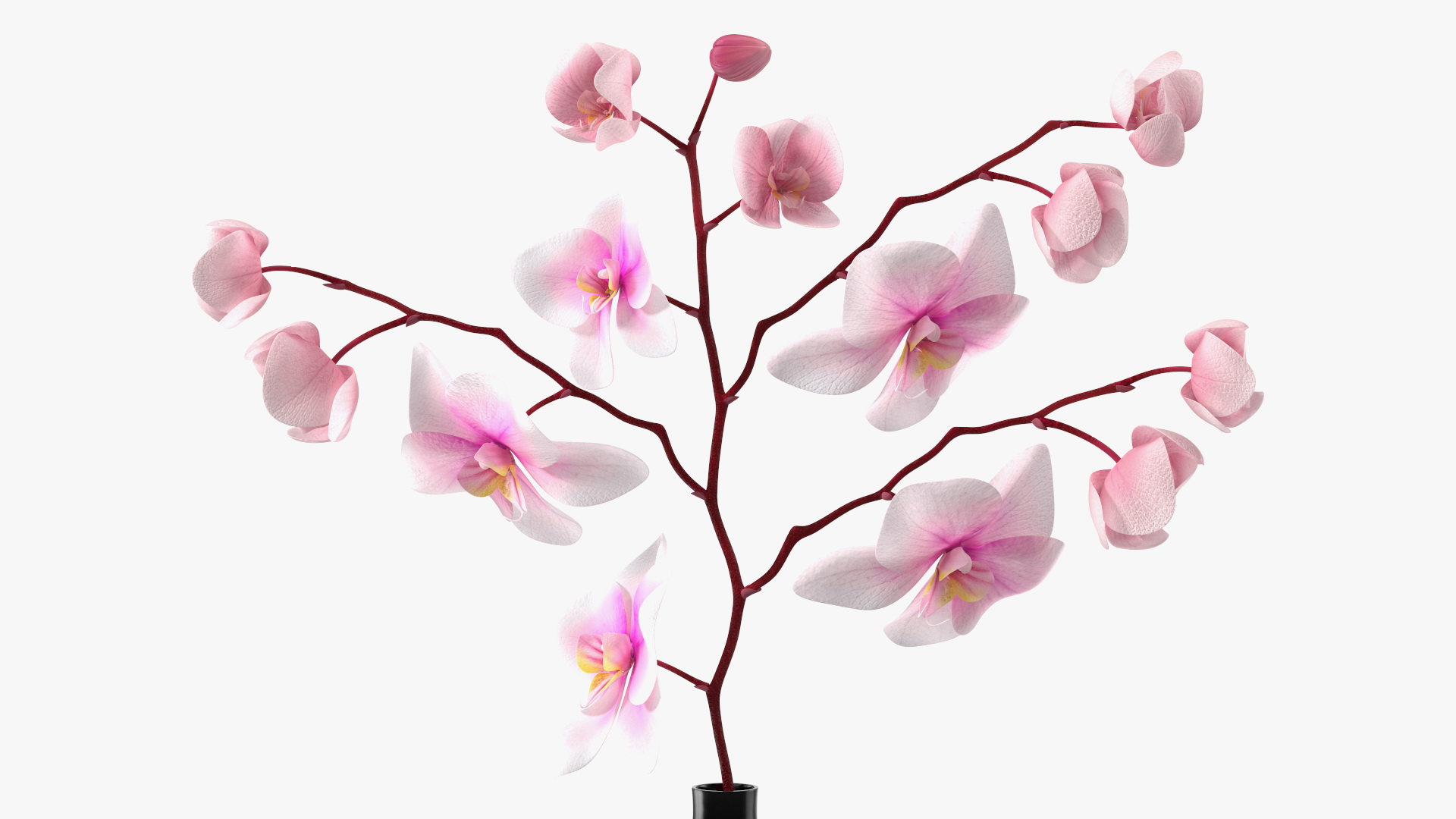 3D model Black Vase with Phalaenopsis Orchid