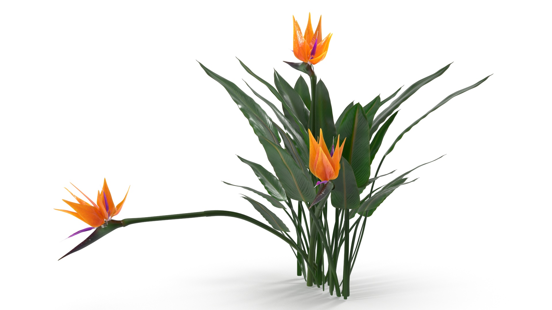 3D Strelitzia Reginae Tropical Plant model