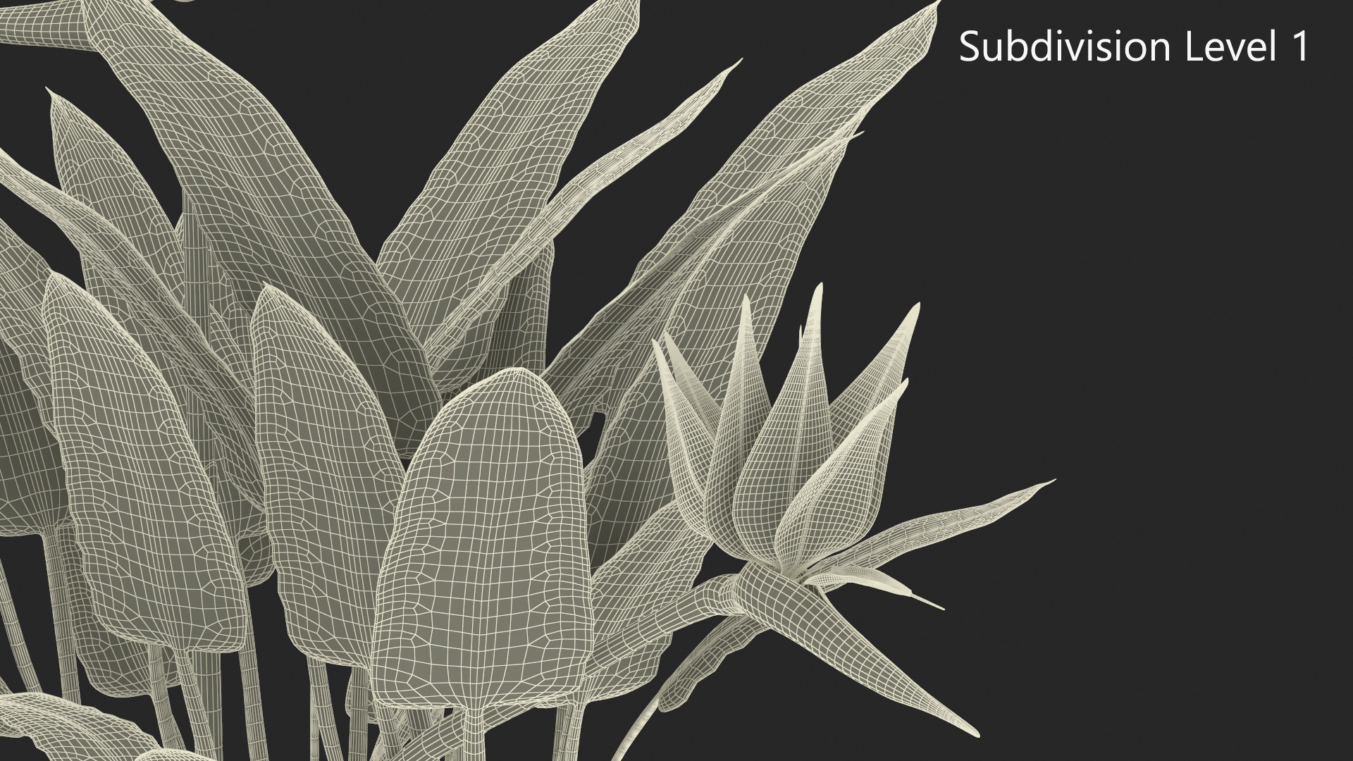 3D Strelitzia Reginae Tropical Plant model