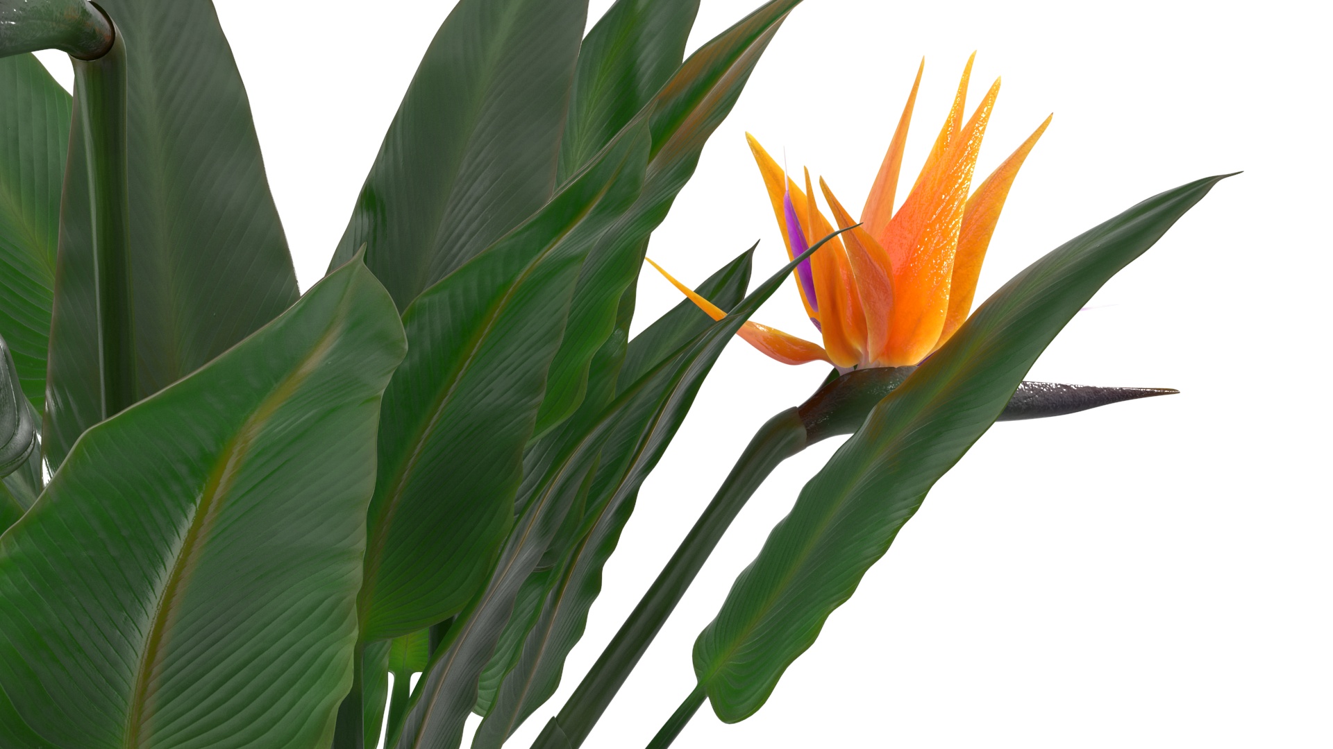 3D Strelitzia Reginae Tropical Plant model