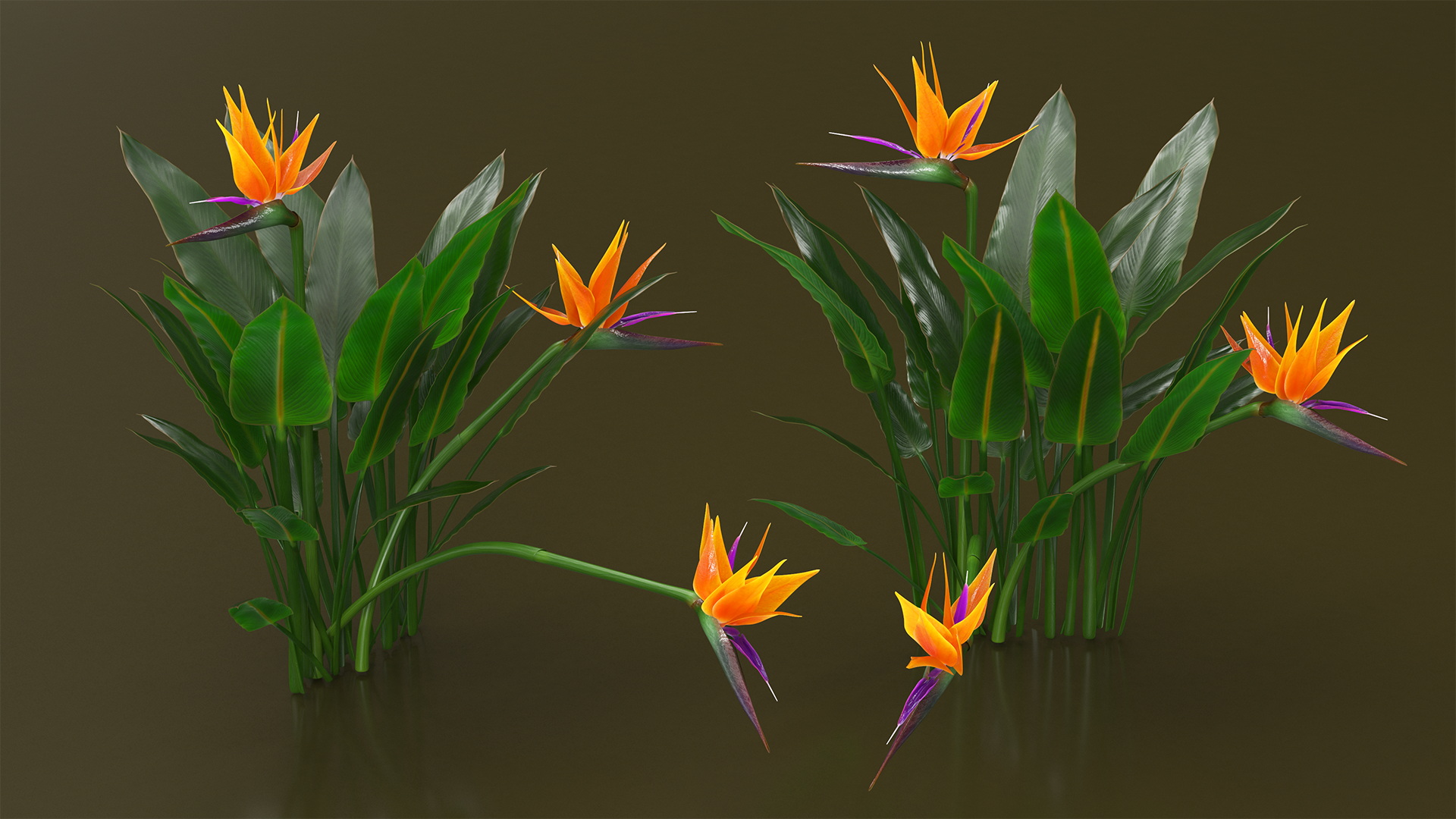 3D Strelitzia Reginae Tropical Plant model