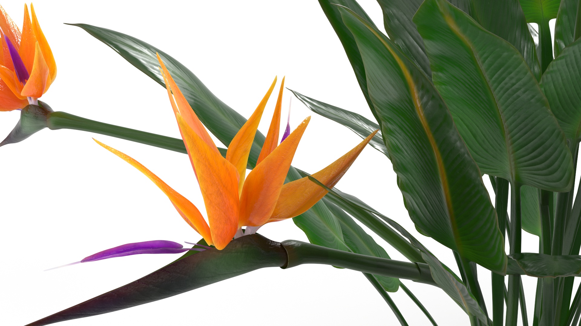 3D Strelitzia Reginae Tropical Plant model