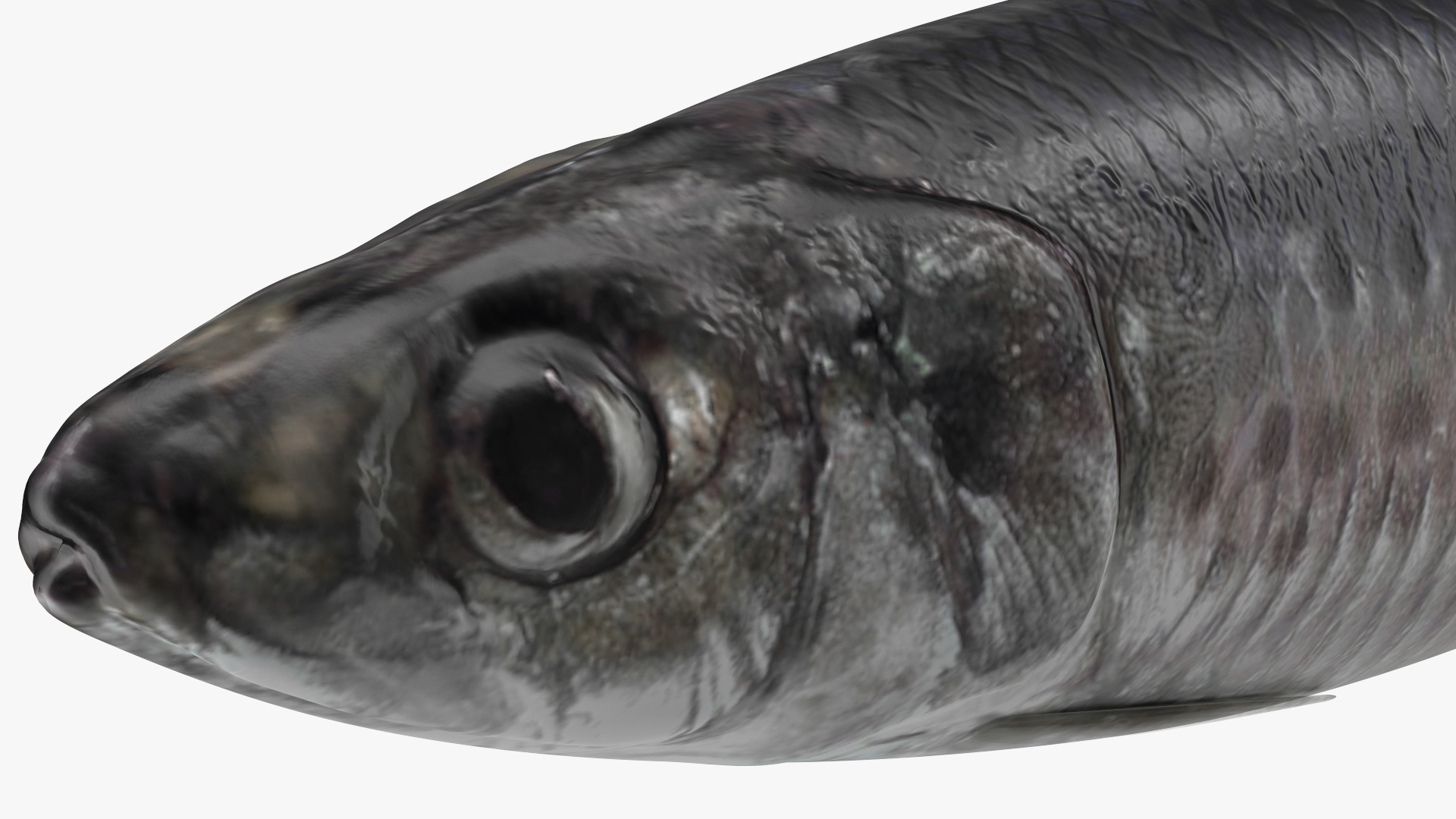 3D Fresh Sardine Fish model