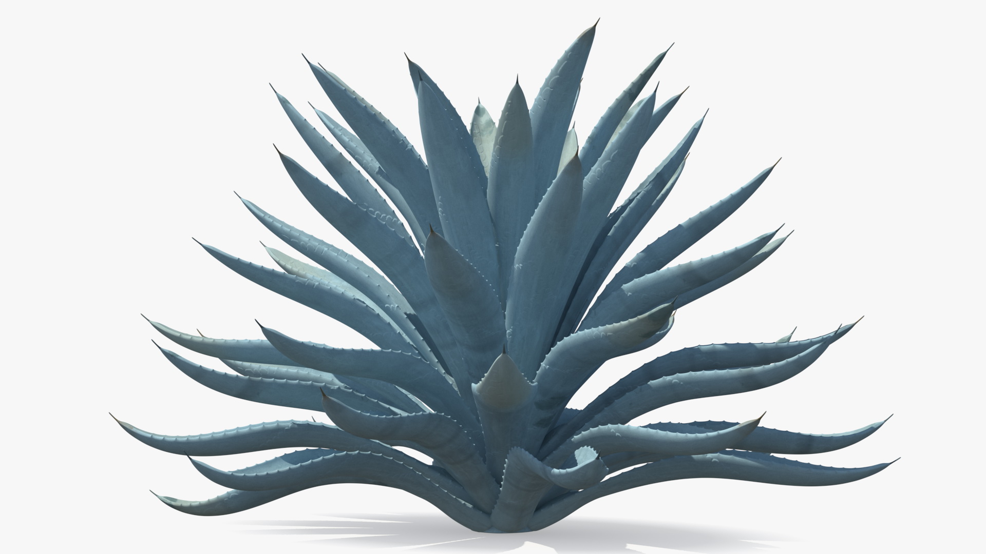 3D Big Agave Tequilana Blue Agave Plant