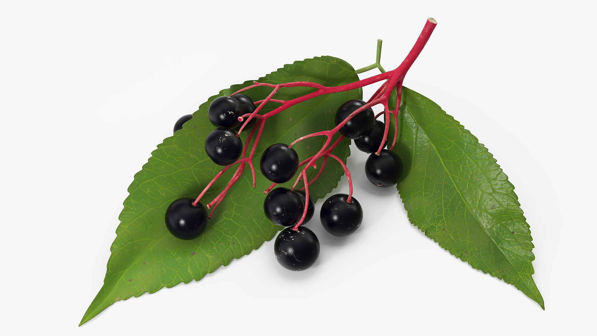 3D model Elderberry Branch with Berries