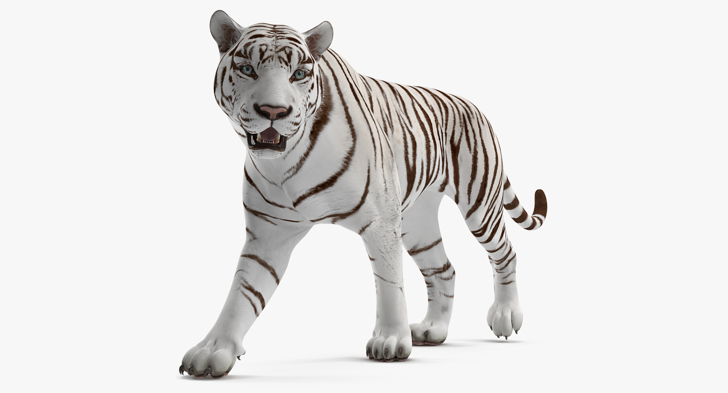 3D White Tiger Walkig Pose model