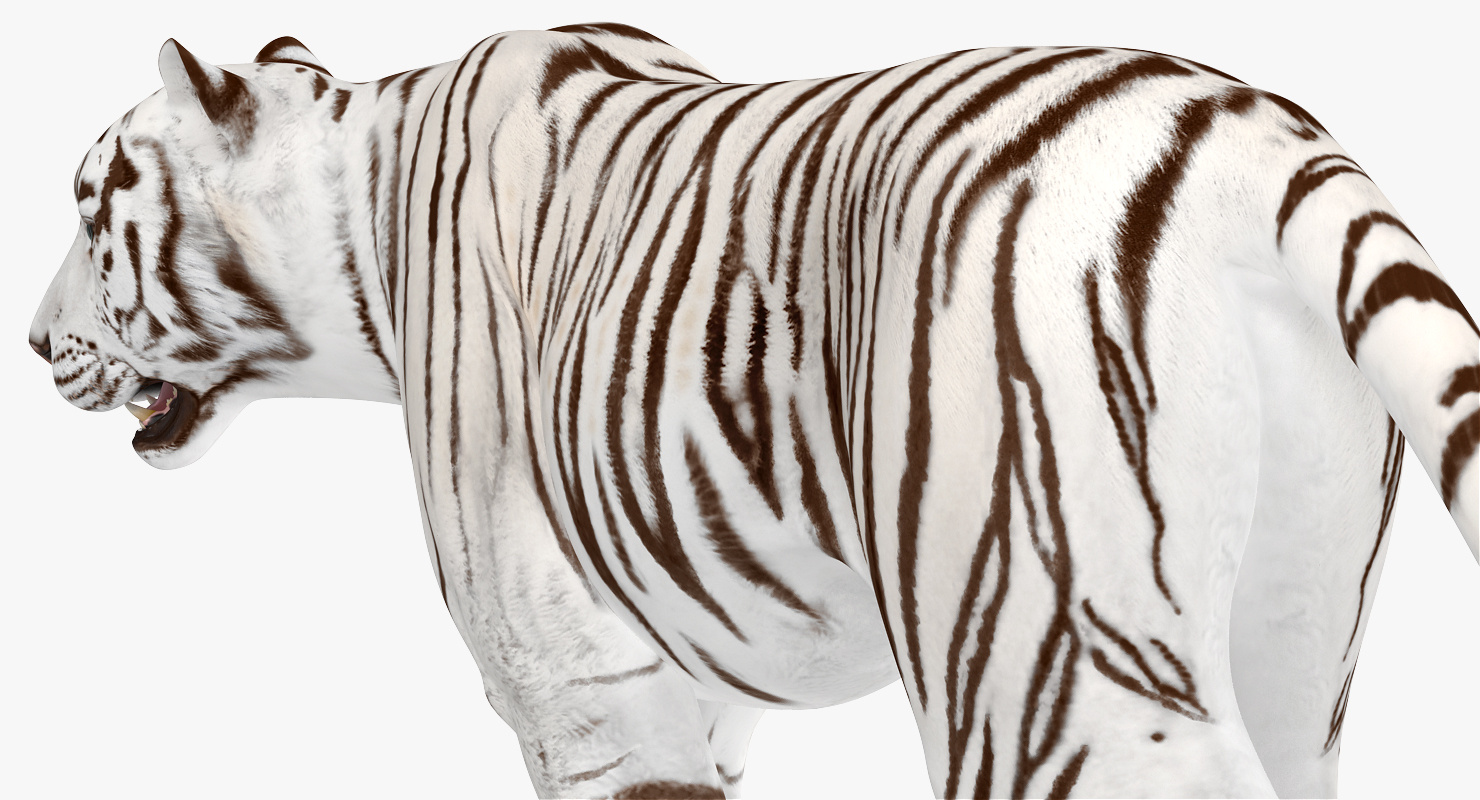 3D White Tiger Walkig Pose model