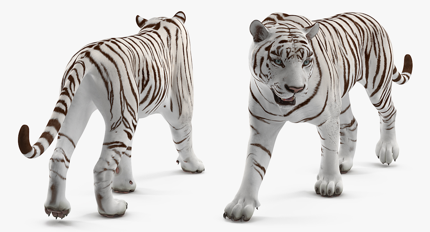 3D White Tiger Walkig Pose model