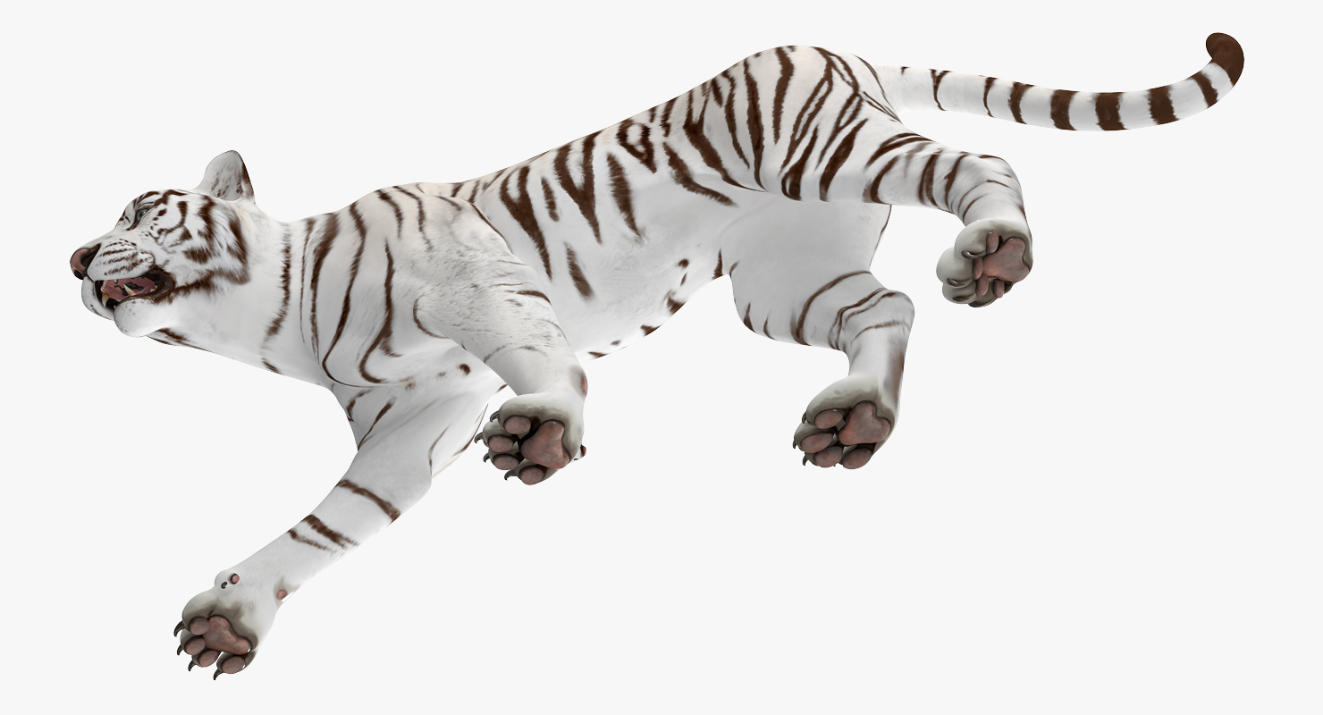 3D White Tiger Walkig Pose model