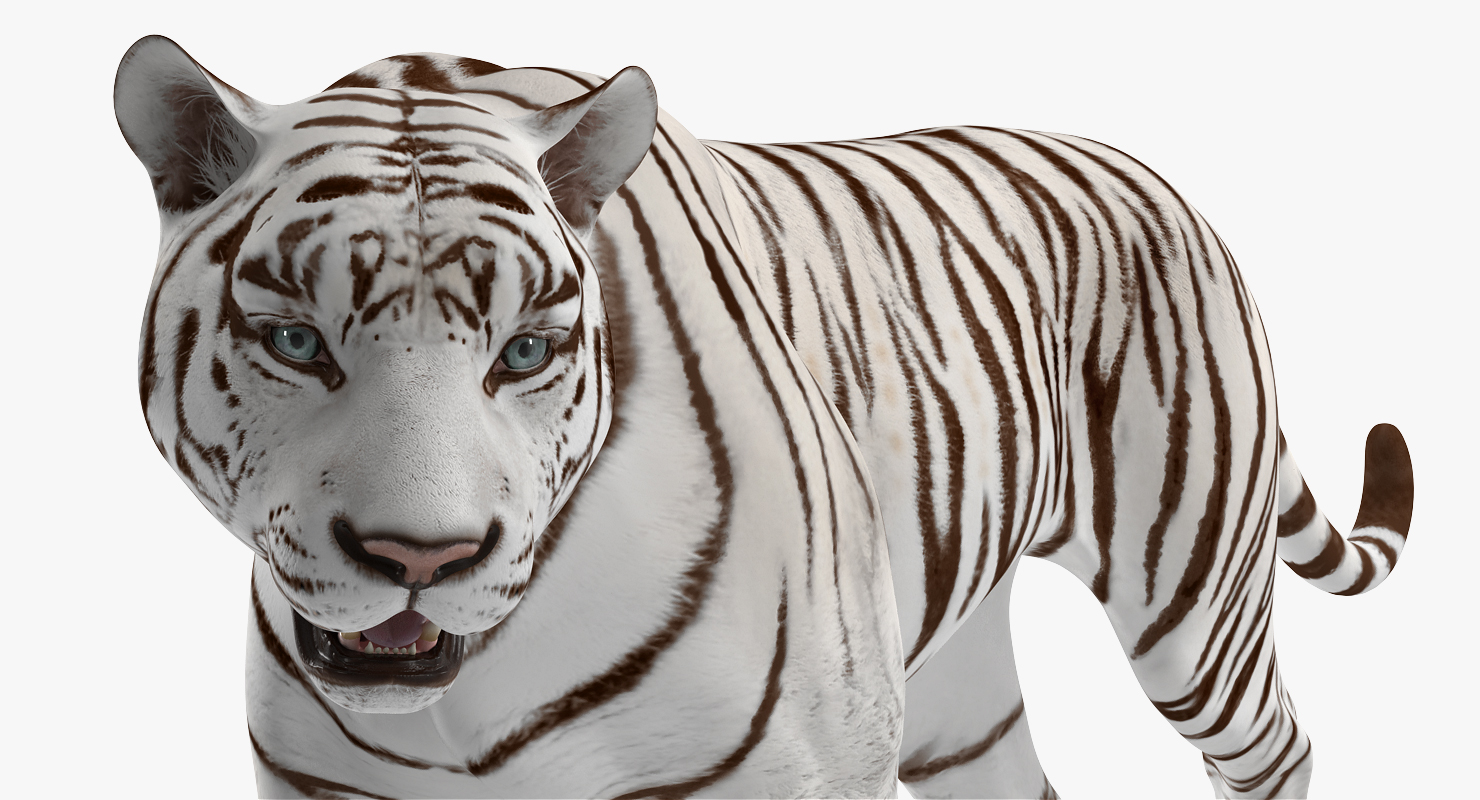 3D White Tiger Walkig Pose model