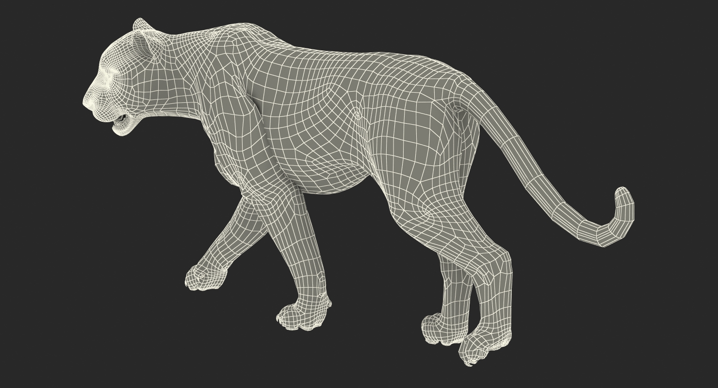 3D White Tiger Walkig Pose model