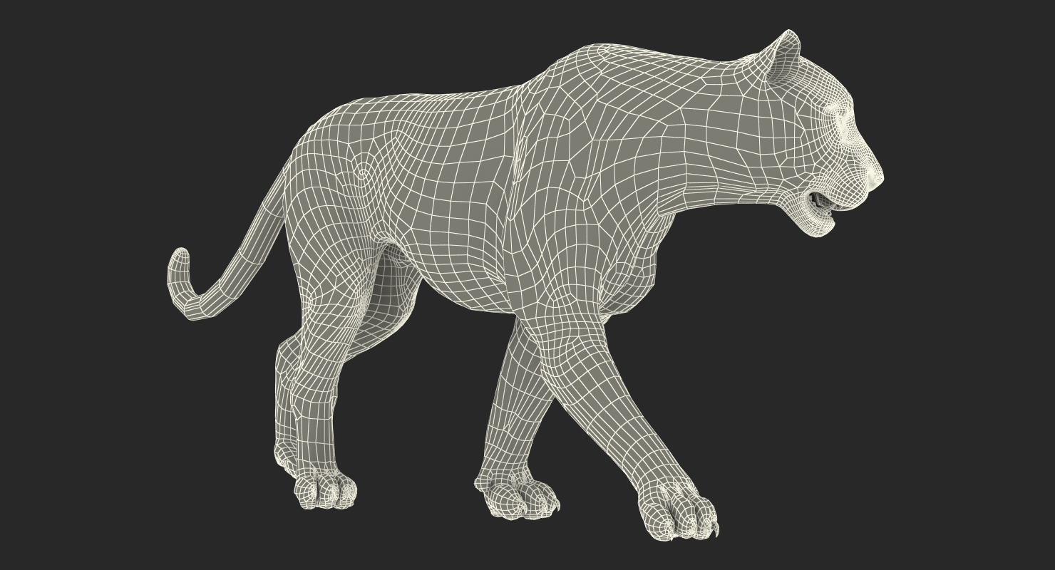 3D White Tiger Walkig Pose model