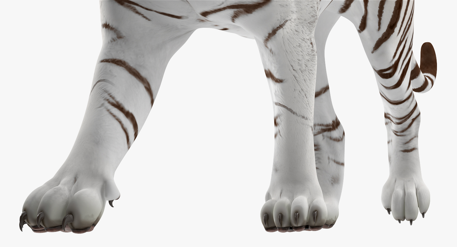 3D White Tiger Walkig Pose model