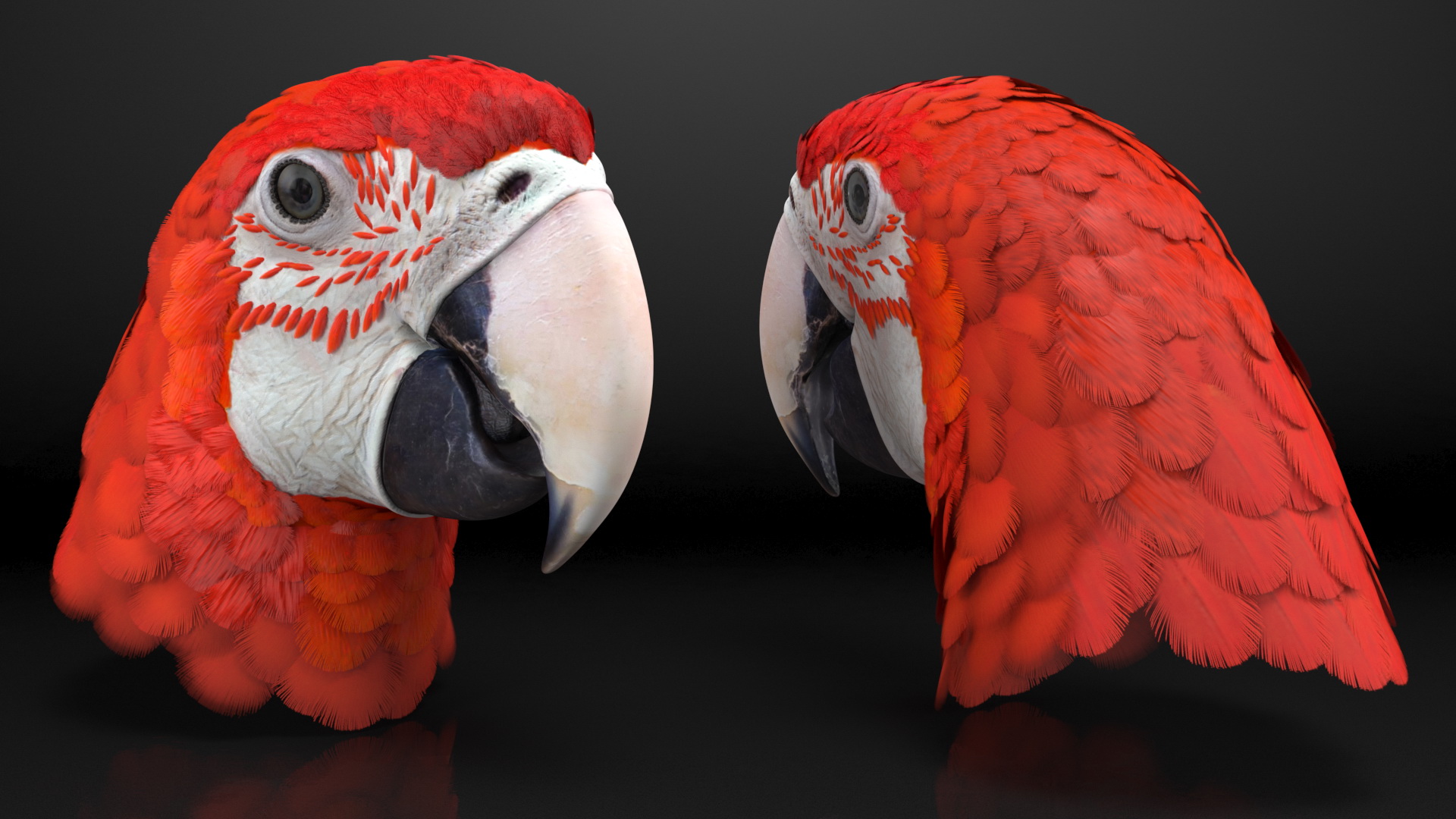 3D Red and Green Macaw Parrot Head