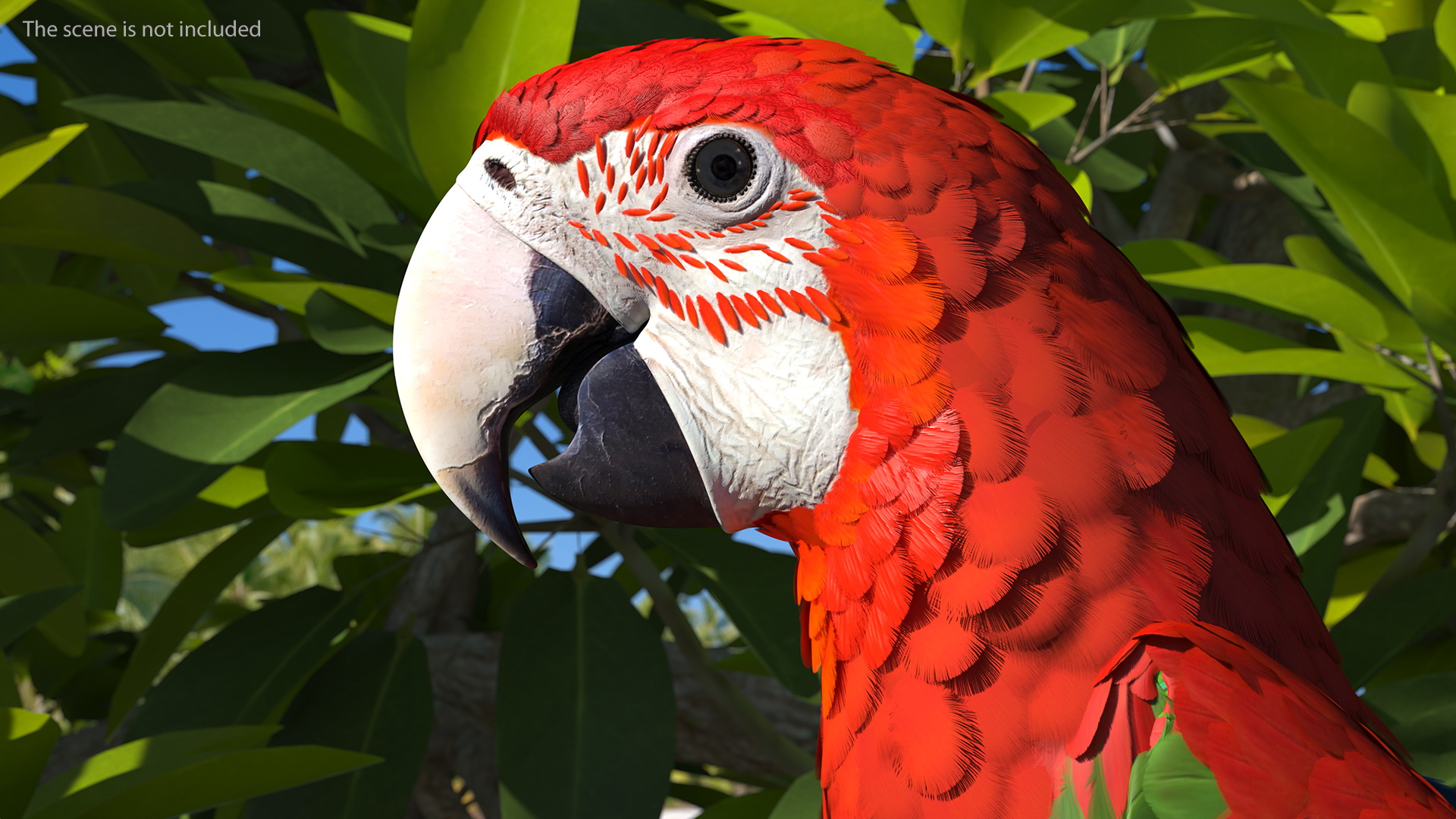 3D Red and Green Macaw Parrot Head