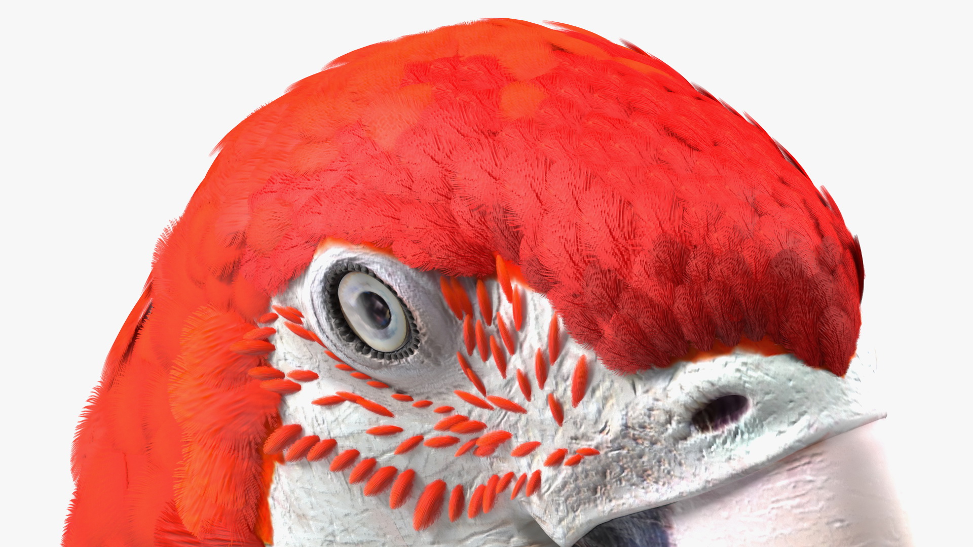 3D Red and Green Macaw Parrot Head