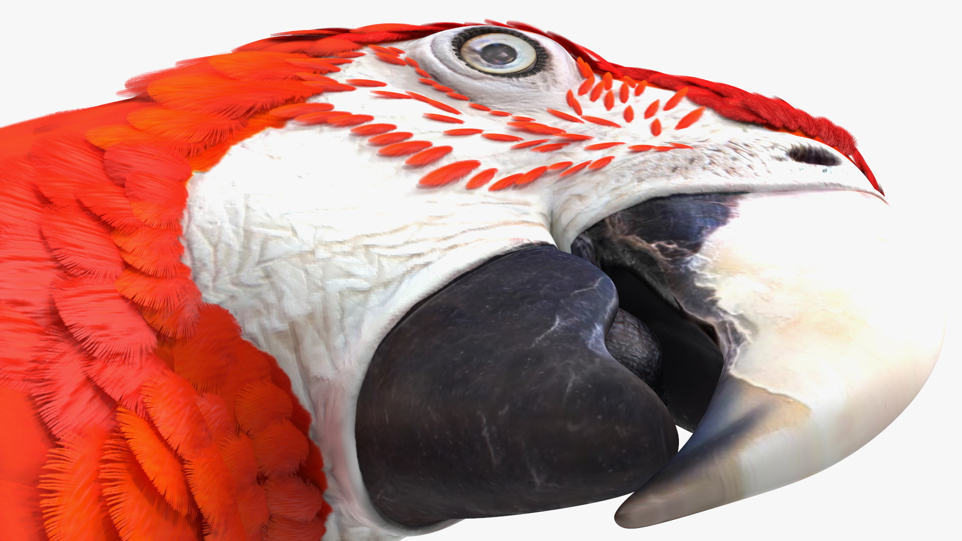 3D Red and Green Macaw Parrot Head