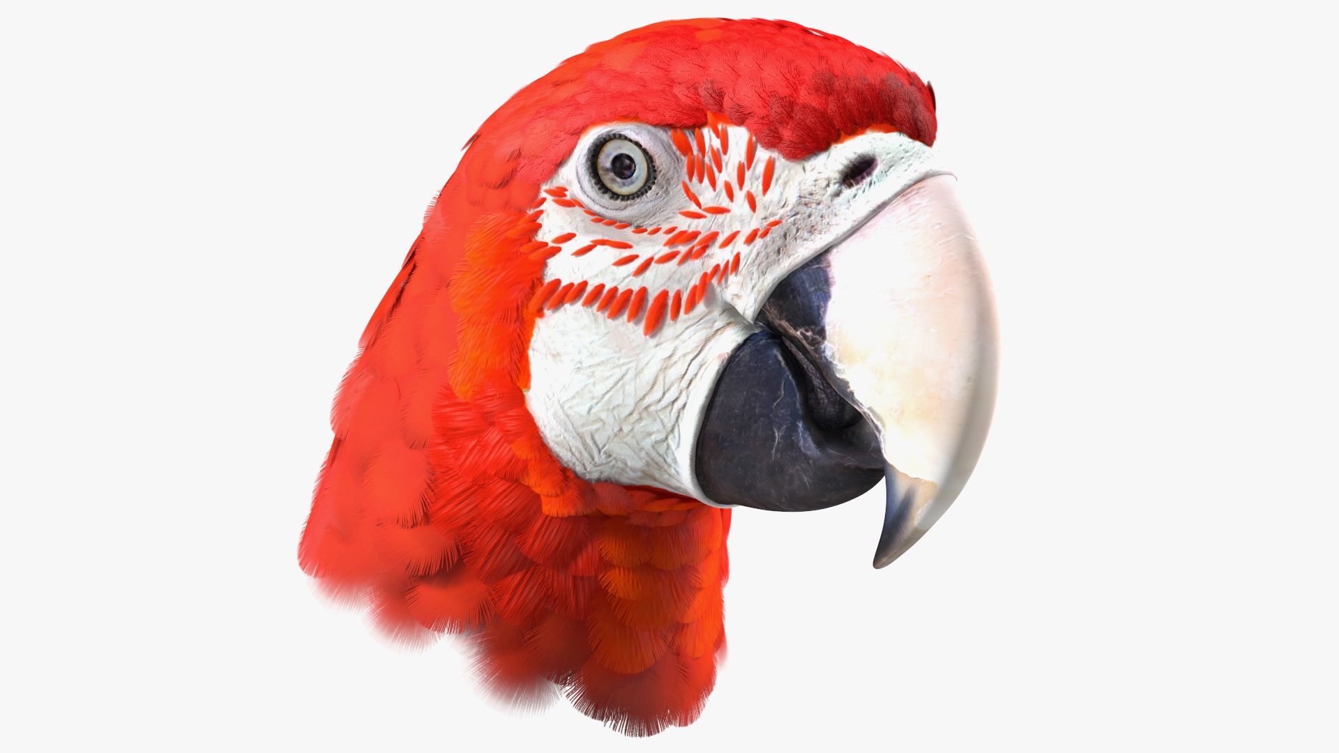 3D Red and Green Macaw Parrot Head