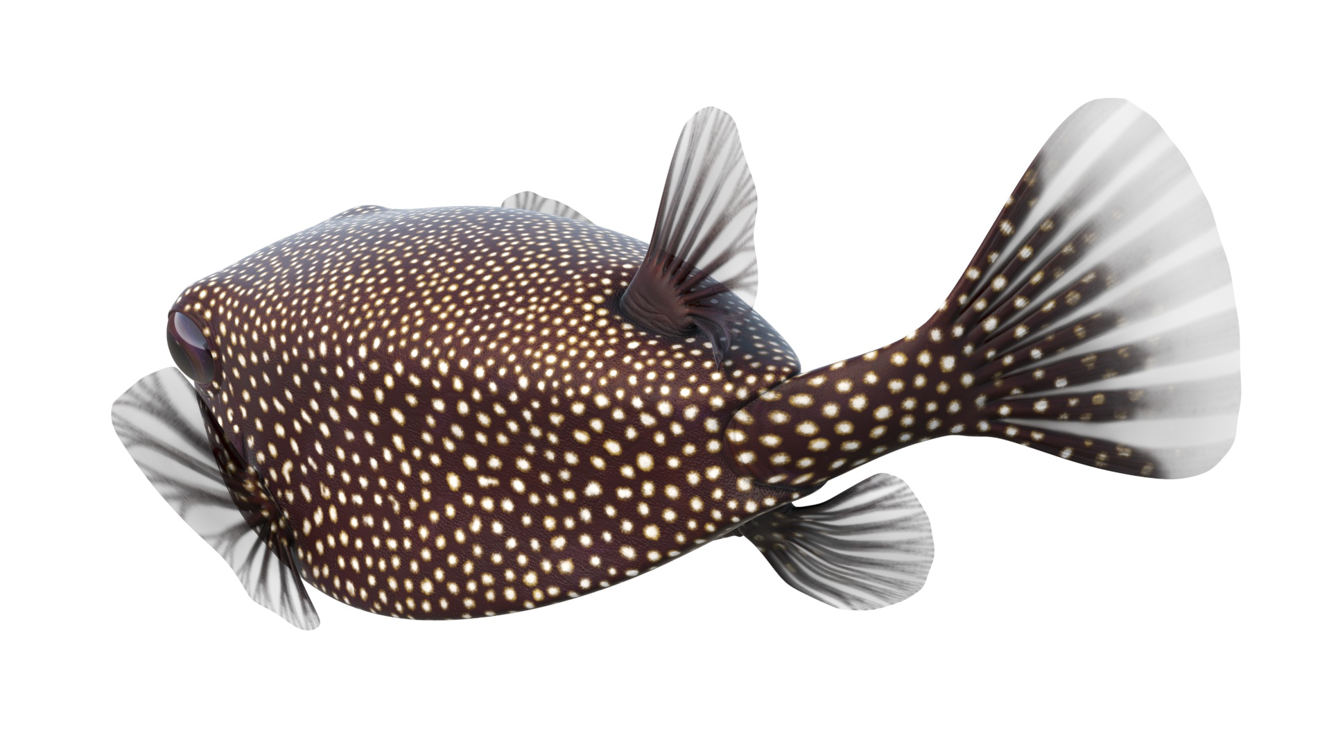 3D Brown Spotted Boxfish