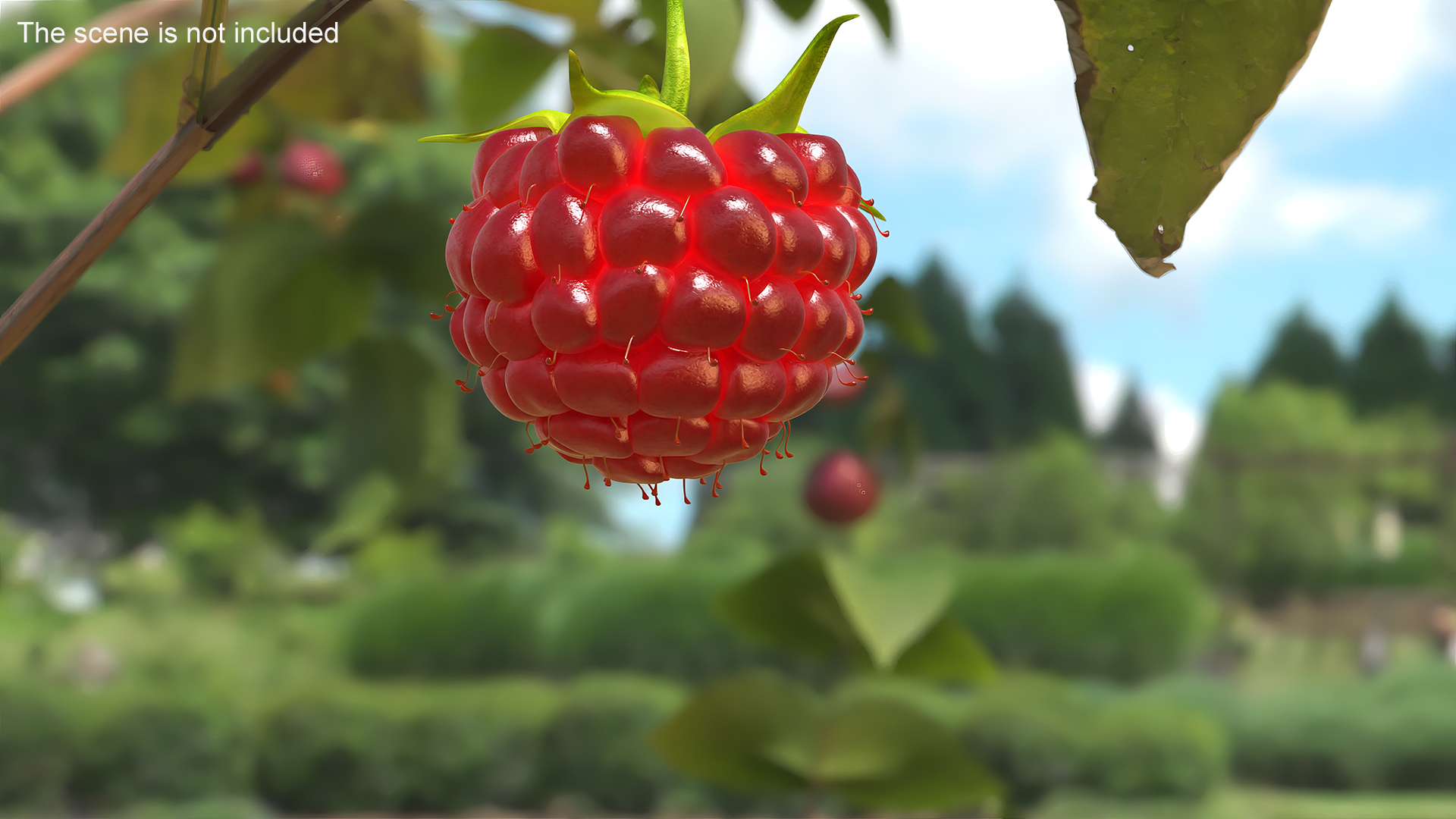 3D Red Ripe Raspberry model