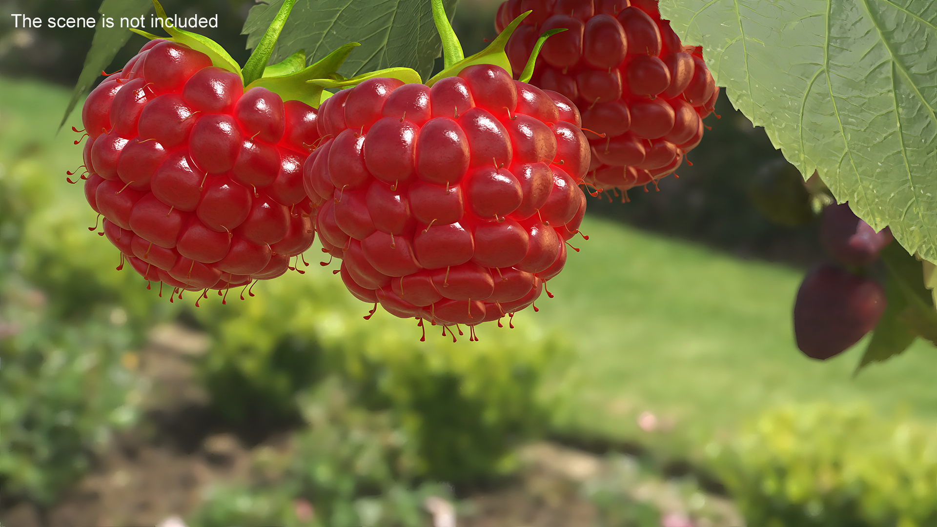 3D Red Ripe Raspberry model