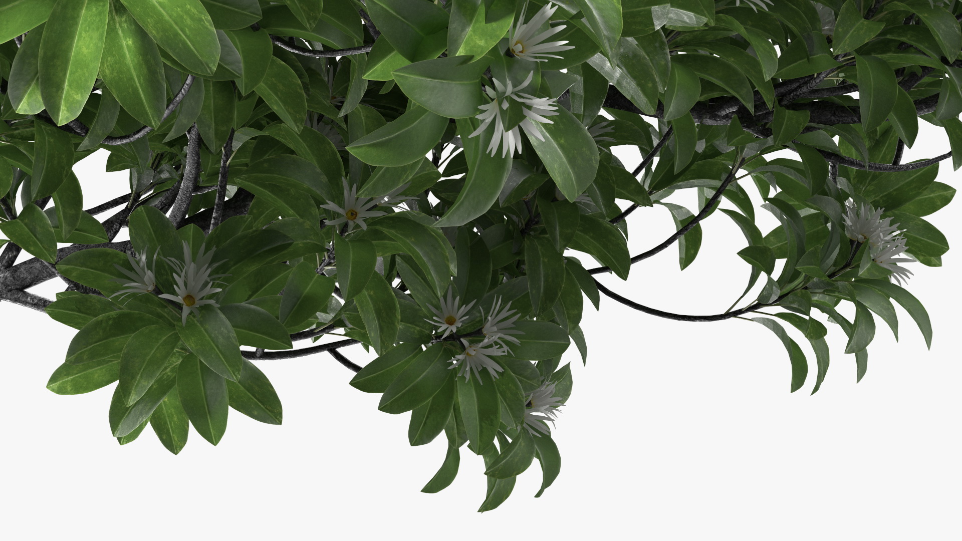 3D model Flowering Anise Tree