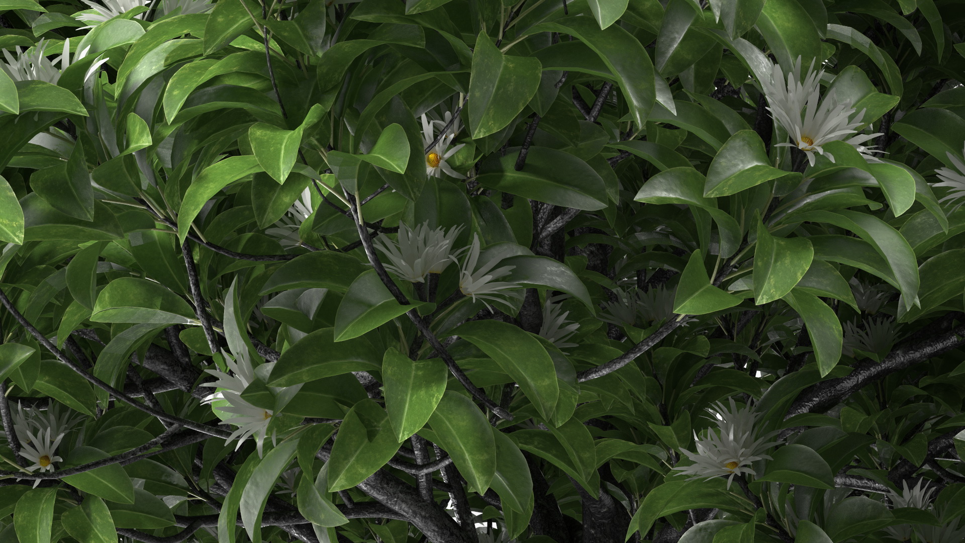 3D model Flowering Anise Tree