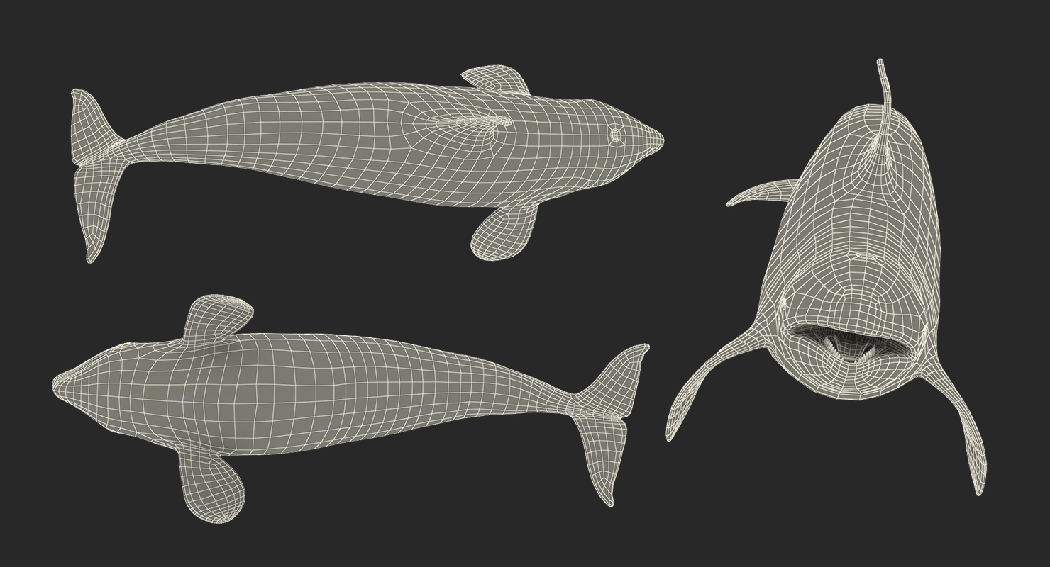 3D Killer Whale Swimming Pose