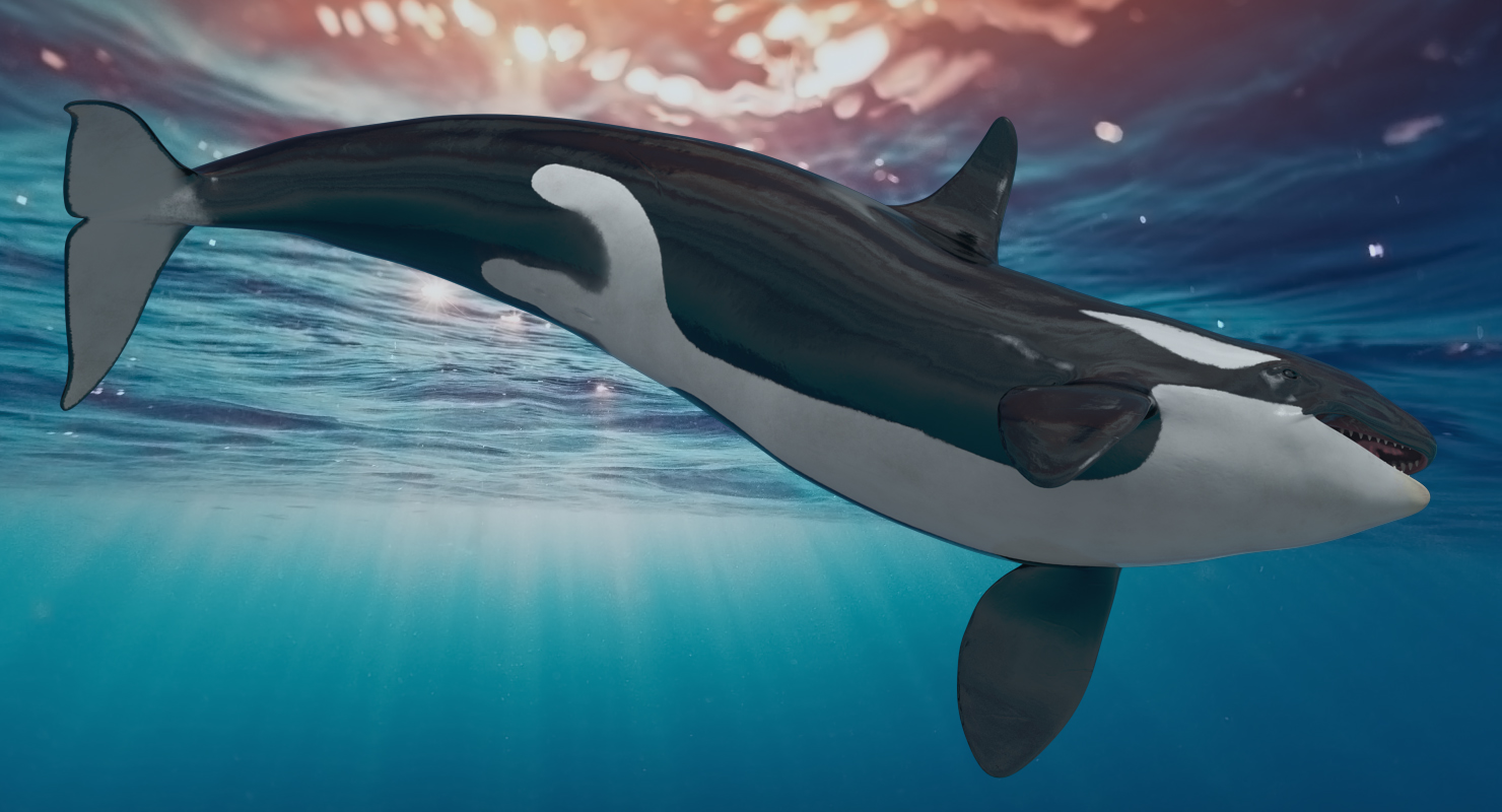 3D Killer Whale Swimming Pose