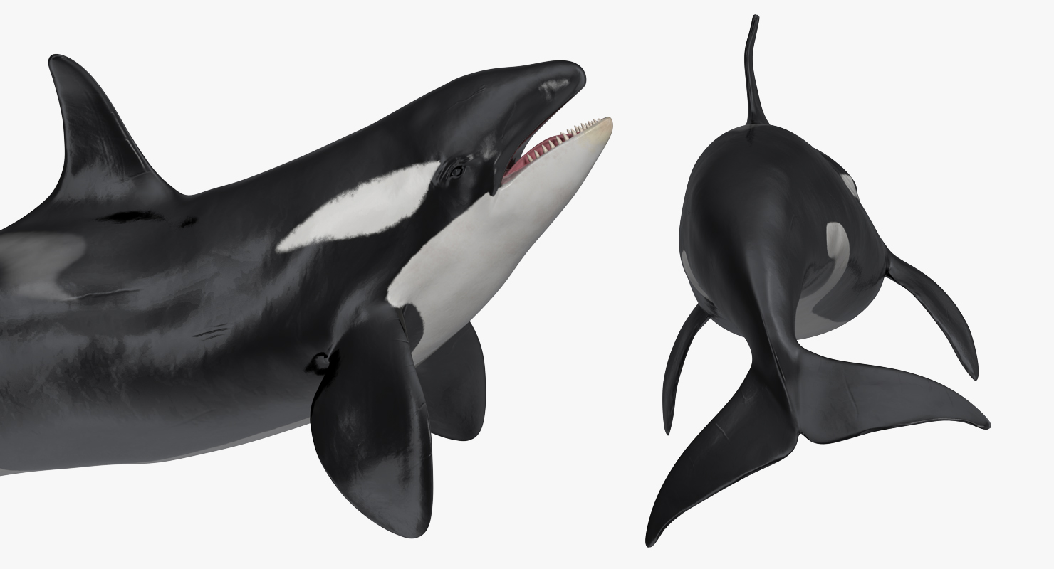 3D Killer Whale Swimming Pose