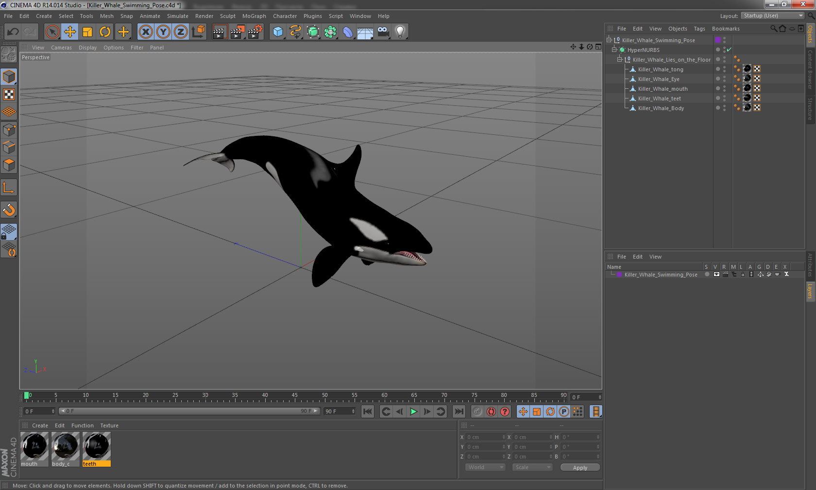 3D Killer Whale Swimming Pose