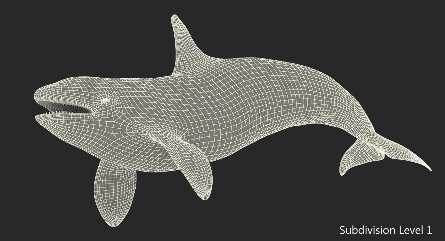 3D Killer Whale Swimming Pose