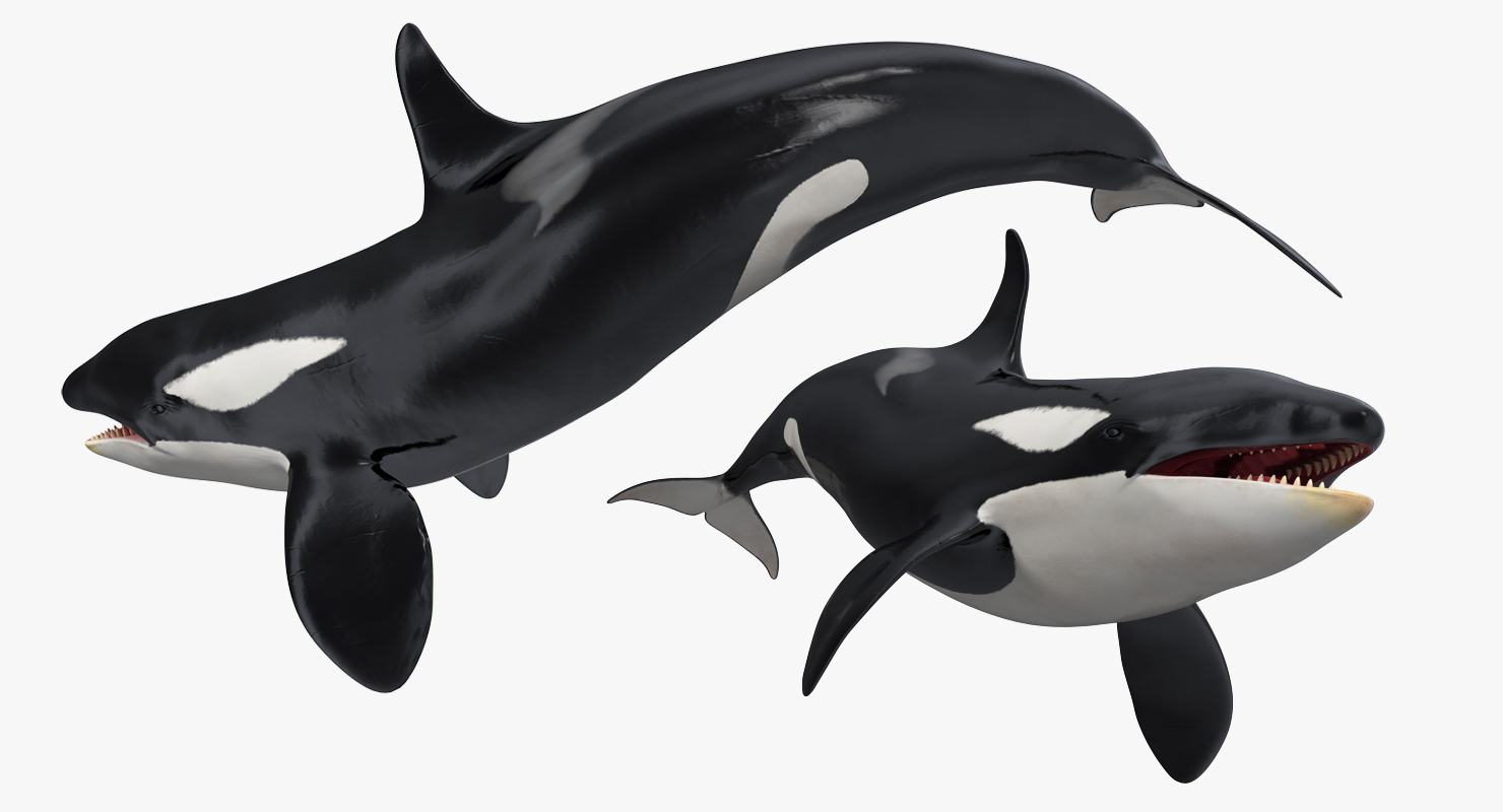 3D Killer Whale Swimming Pose