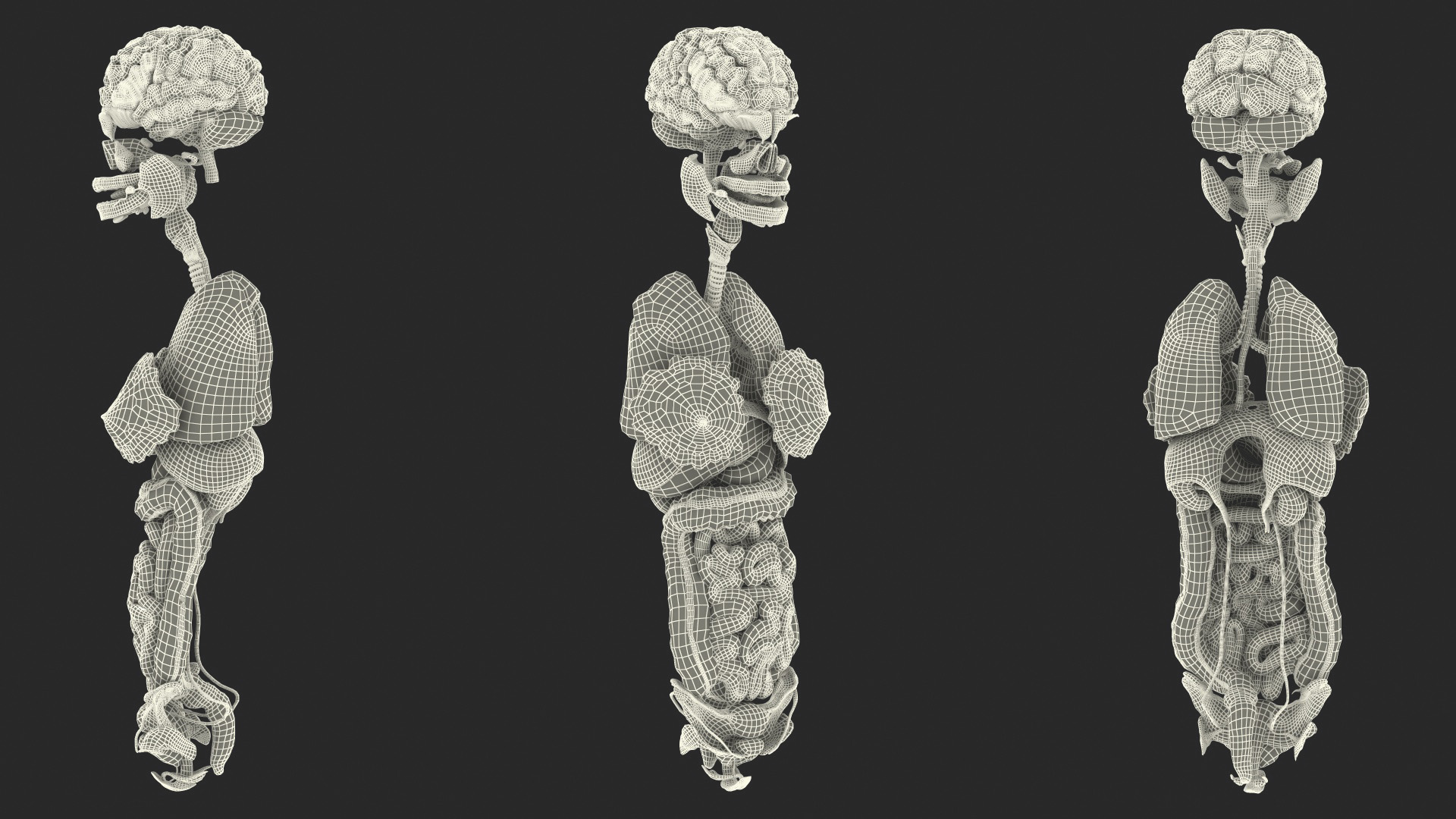 3D Girl Internal Organs Anatomy model