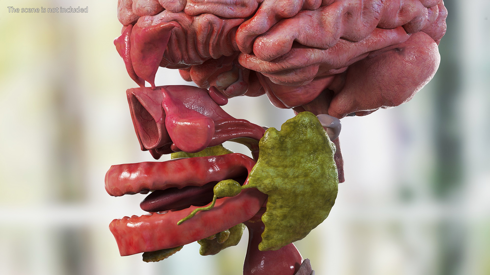 3D Girl Internal Organs Anatomy model