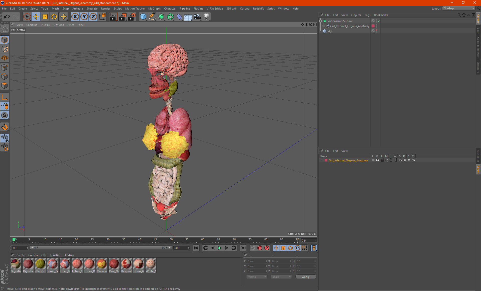 3D Girl Internal Organs Anatomy model