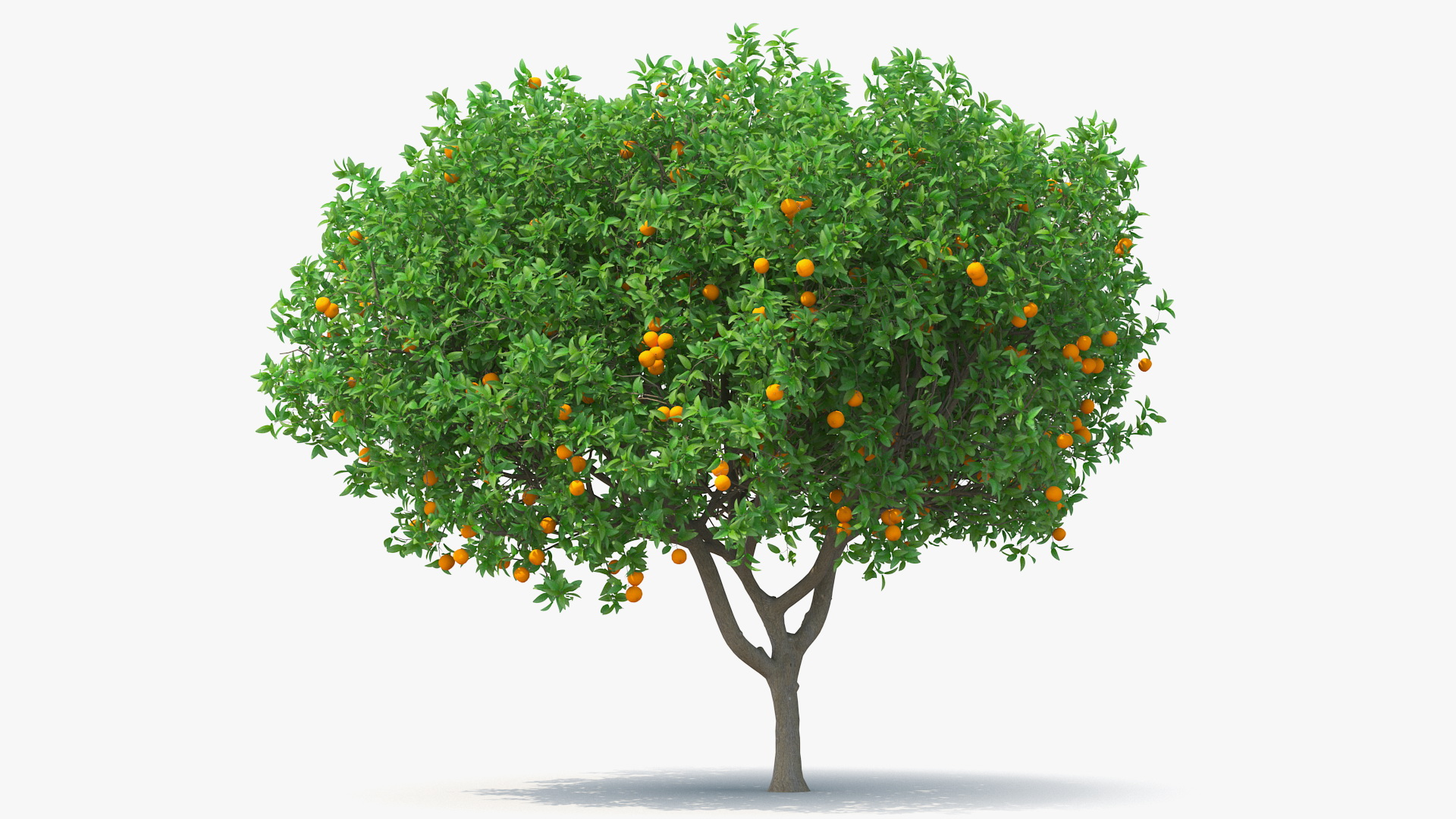 3D Orange Tree with Fruits model