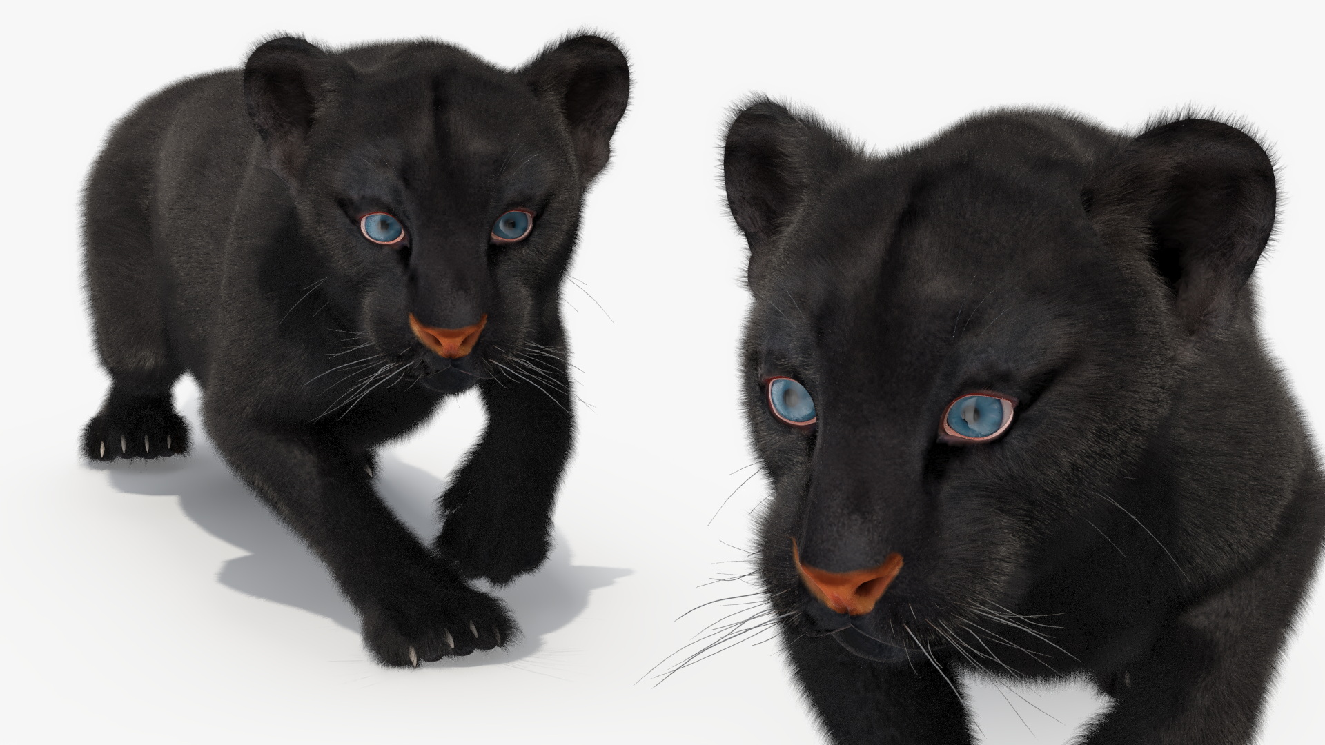 3D model Black Panther Cub Sneaking Pose with Fur