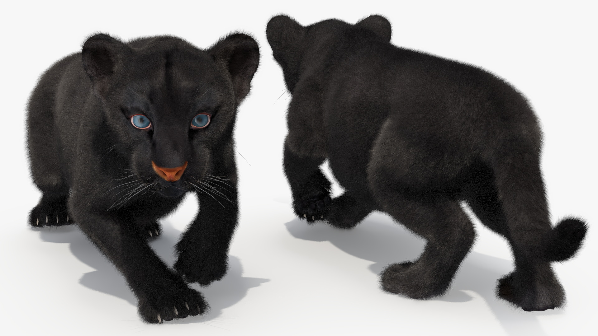 3D model Black Panther Cub Sneaking Pose with Fur