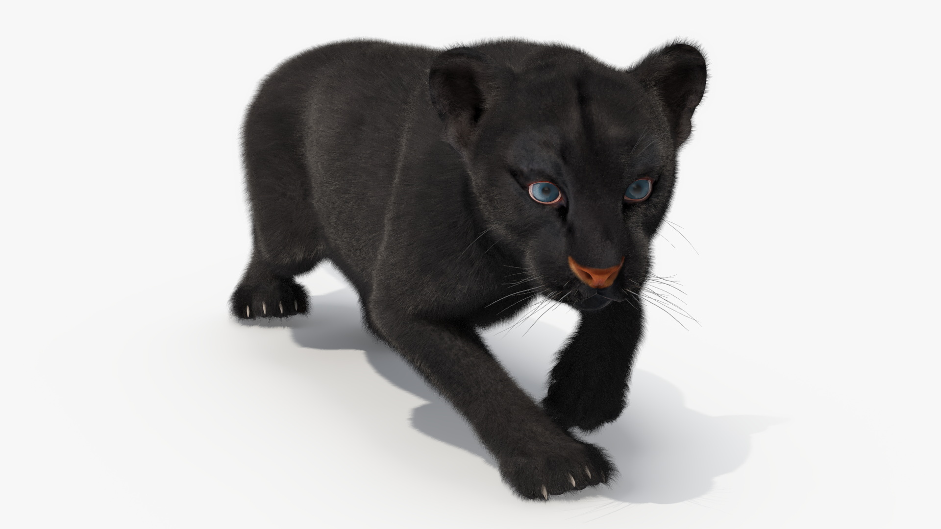 3D model Black Panther Cub Sneaking Pose with Fur