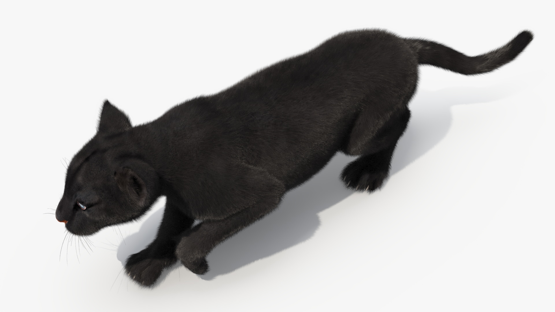 3D model Black Panther Cub Sneaking Pose with Fur