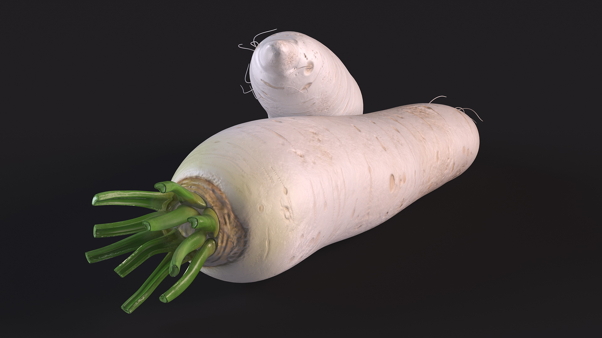 Daikon Long White Radish 3D model