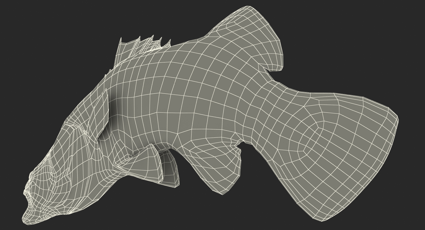 Barramundi Fish Swimming Pose 3D model