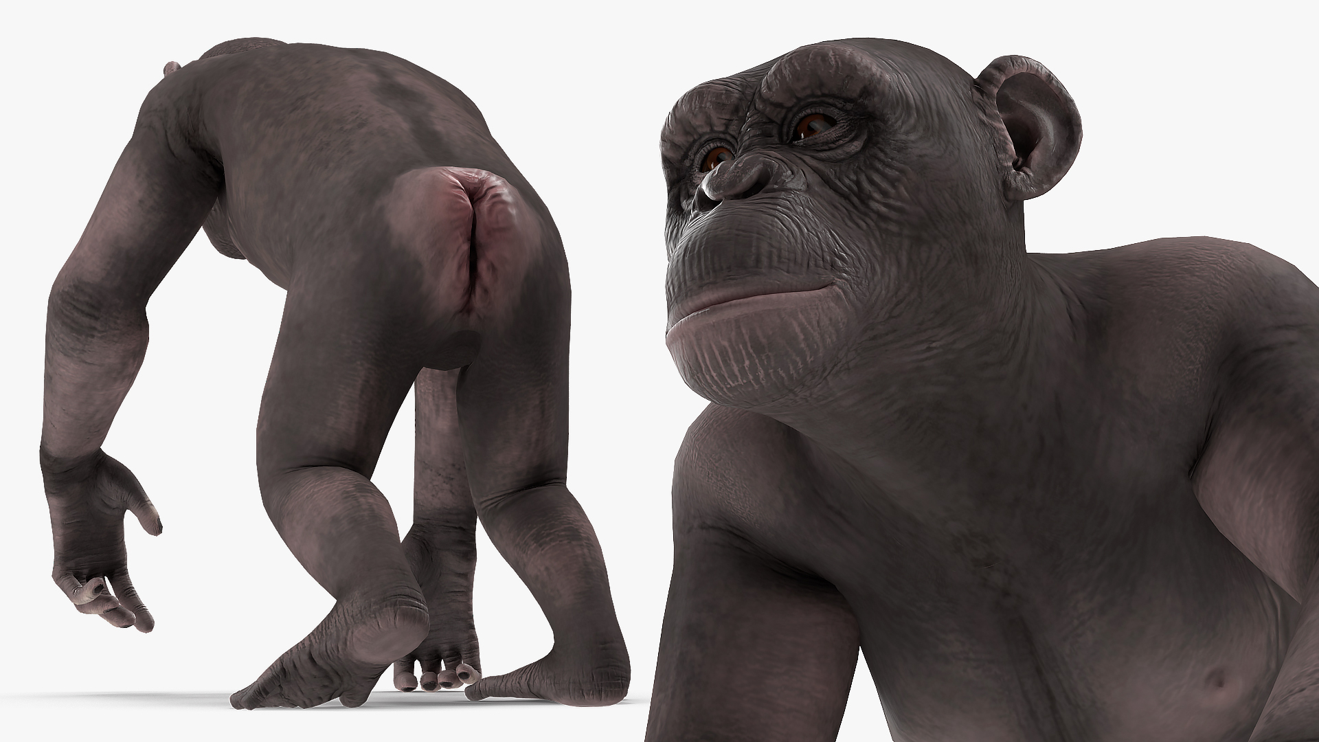 3D Walking Dark Chimpanzee model