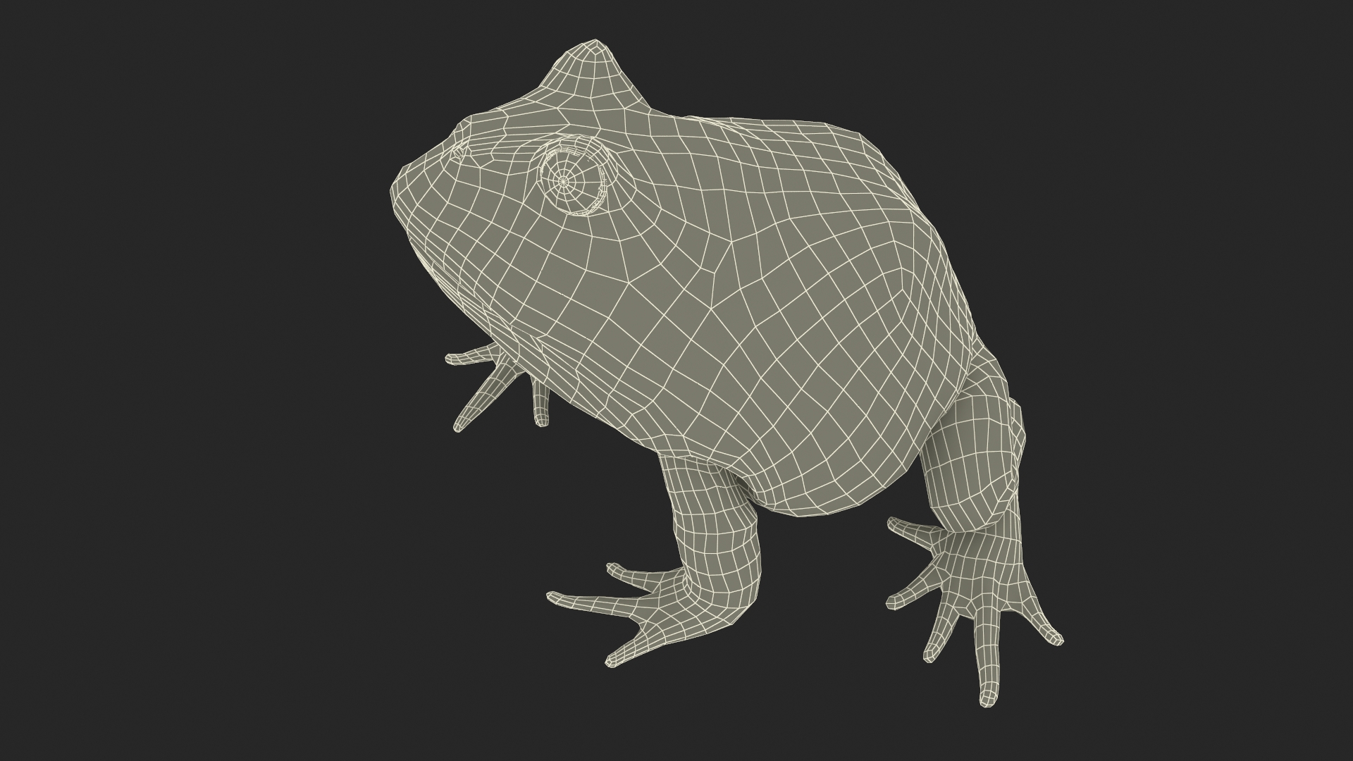 3D Ceratophrys Ornata Frog model