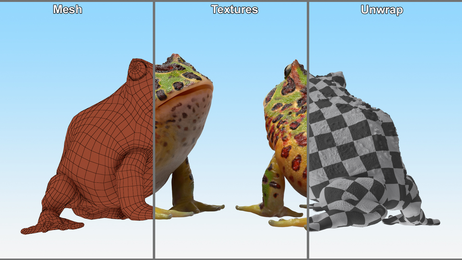 3D Ceratophrys Ornata Frog model