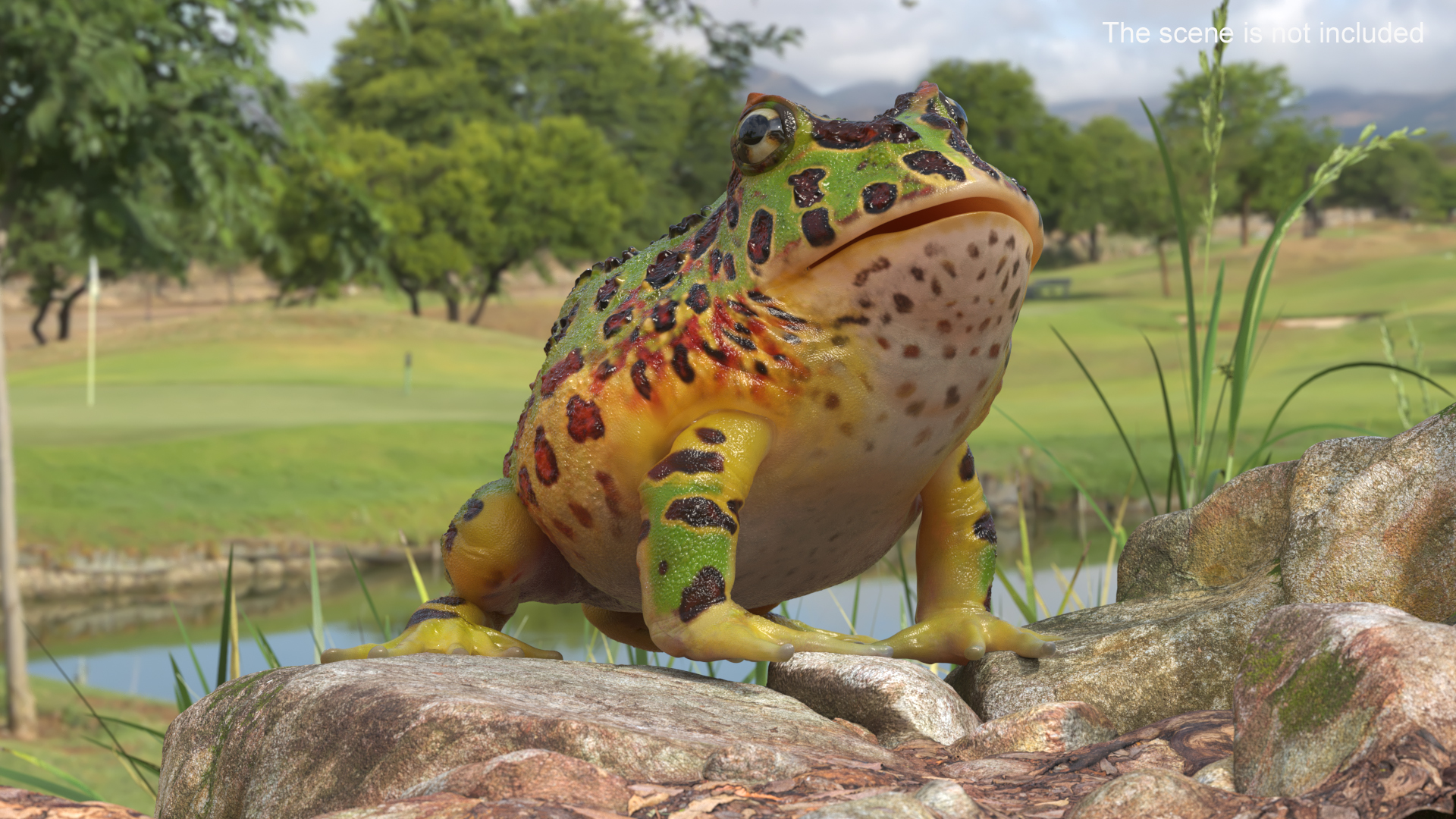 3D Ceratophrys Ornata Frog model